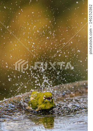 日本繡眼魚在水坑裡嬉戲,水花四濺。 日本繡眼魚在水坑裡嬉戲,水花四濺。 140252862