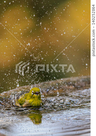 Art created by water droplets and the figure of a Japanese white-eye. Art created by water droplets and the figure of a Japanese white-eye. 140252864