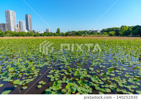 東京上野不忍池初夏美景:城市公園和荷塘的迷人景色。 東京上野不忍池初夏美景:城市公園和荷塘的迷人景色。 140252930