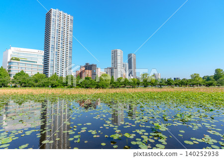 東京上野不忍池初夏美景：城市公園和荷塘的迷人景色。 140252938