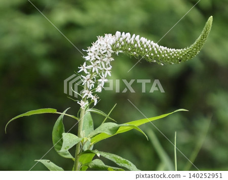 Flower of Okatrano Flower of Okatrano 140252951