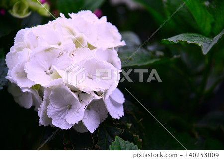 Rainy season flower · hydrangea Rainy season flower · hydrangea 140253009