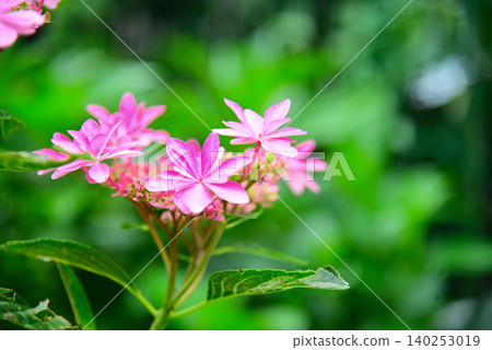 雨季花·繡球花 雨季花·繡球花 140253019