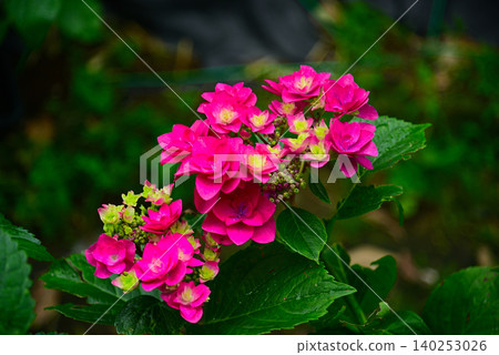 雨季花·繡球花 雨季花·繡球花 140253026