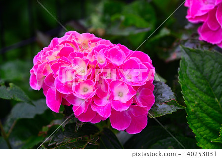 雨季花·繡球花 雨季花·繡球花 140253031