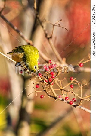 Japanese white-eyes enjoying the harvest season Japanese white-eyes enjoying the harvest season 140253063