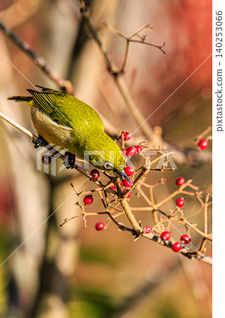 一幅風景畫,畫中有日本繡眼鳥和莓果。 一幅風景畫,畫中有日本繡眼鳥和莓果。 140253066