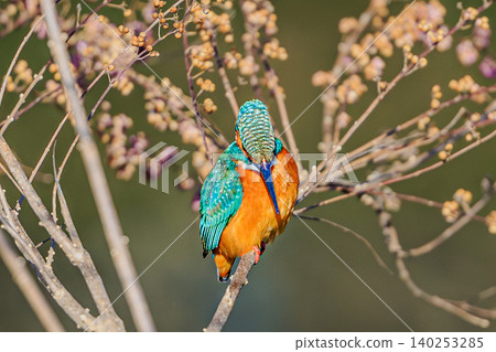 A kingfisher preening its feathers against a backdrop of berries. A kingfisher preening its feathers against a backdrop of berries. 140253285