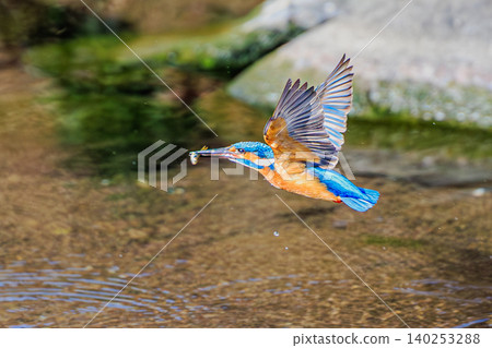 A kingfisher successfully hunts, taking flight with a small fish in its beak. A kingfisher successfully hunts, taking flight with a small fish in its beak. 140253288