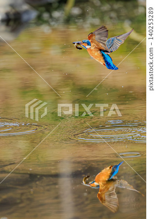 A kingfisher flying with a fish in its beak, reflected in the water. 140253289