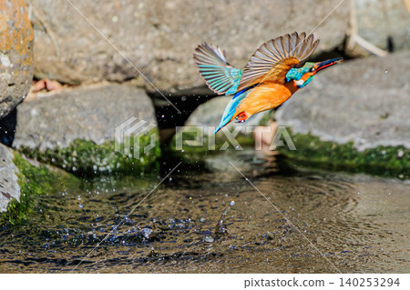 The kingfisher, a jewel bird, takes flight over a clear stream. The kingfisher, a jewel bird, takes flight over a clear stream. 140253294
