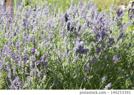 Blooming Purple Lavender Bush in Sunny Garden Blooming Purple Lavender Bush in Sunny Garden 140253391