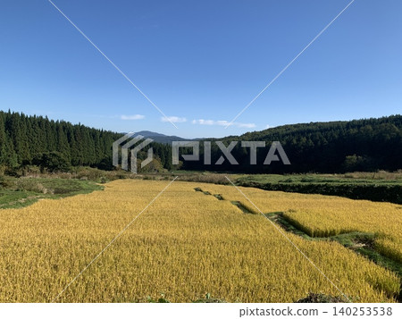 日本的秋天:層層疊疊的梯田,稻稈金黃燦爛。 日本的秋天:層層疊疊的梯田,稻稈金黃燦爛。 140253538