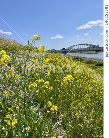 河岸邊景色優美,春光明媚,油菜花盛開。 河岸邊景色優美,春光明媚,油菜花盛開。 140253592