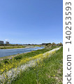 河邊油菜花盛開，景色寧靜祥和。 140253593
