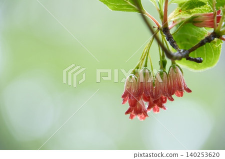 濕漉漉的 Enkianthus perulatus 靜靜地漂浮在氣體中。 濕漉漉的 Enkianthus perulatus 靜靜地漂浮在氣體中。 140253620