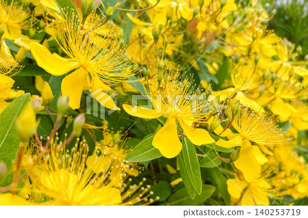 The vibrant yellow of the Hypericum patulum in early summer is dazzling. The vibrant yellow of the Hypericum patulum in early summer is dazzling. 140253719