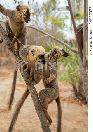 Common brown lemur (Eulemur fulvus) with orange eyes. Common brown lemur (Eulemur fulvus) with orange eyes. 140253774