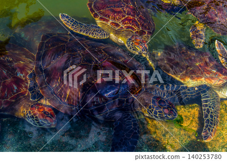 young sea turtles living on farm in Africa under protection. 140253780