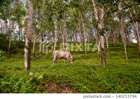 Sri Lankan red cow grazes on green grass in a rubber grove Sri Lankan red cow grazes on green grass in a rubber grove 140253784
