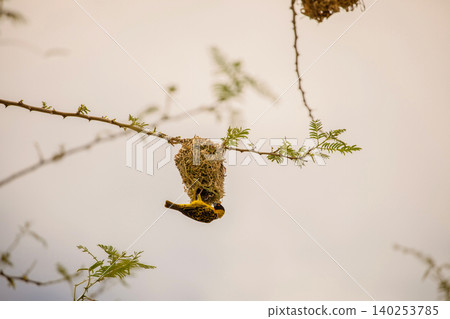 Weaver bird (weaver finches) building nest 140253785