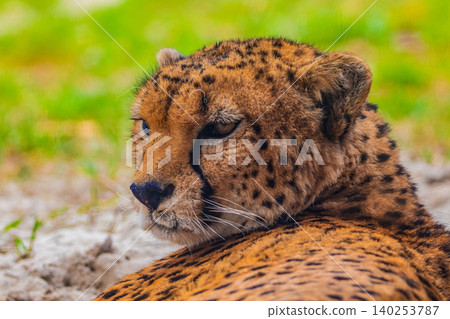 cheetah resting on green grass, very close eye contact. cheetah resting on green grass, very close eye contact. 140253787