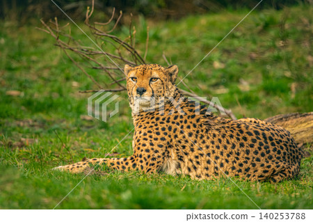 cheetah resting on green grass, very close eye contact. cheetah resting on green grass, very close eye contact. 140253788