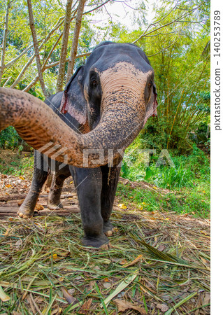 Elephant skin texture abstract background, Asian elephants skin texture 140253789