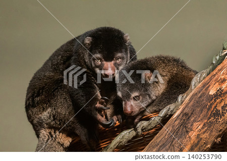 cute wild bear cuscus aulirops ursinus arboreal against blure background. cute wild bear cuscus aulirops ursinus arboreal against blure background. 140253790