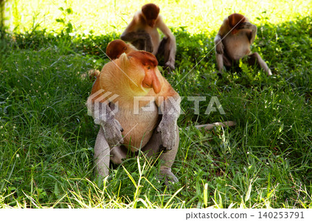 Proboscis Monkey Nasalis larvatus in mangrove rain forest Proboscis Monkey Nasalis larvatus in mangrove rain forest 140253791