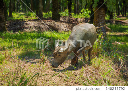 An Asian small gray mule grazes in a palm grove. Palm oil industry An Asian small gray mule grazes in a palm grove. Palm oil industry 140253792