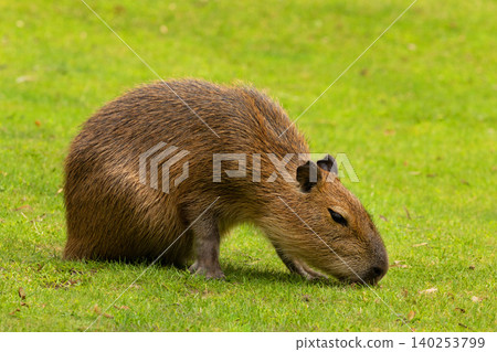 Capybara Kapibara Hydrochoerus hydrochaeris Capybara Kapibara Hydrochoerus hydrochaeris 140253799