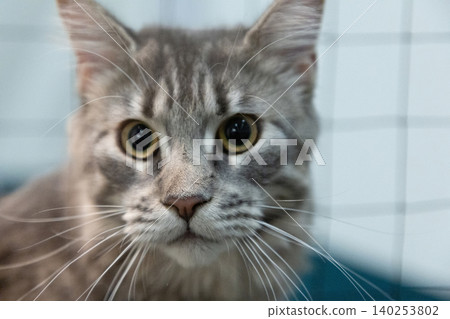 Close-up portrait of a grey striped domestic cat Close-up portrait of a grey striped domestic cat 140253802