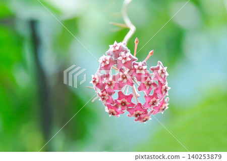 Hoya parasitica Roxb Wall ex Wight or Porcelain Flower or Wax Plant or Hoya spp, Apocynaceaeasclepiadaceae or Hoya carnosa sp or Hoya parasitica or pink flower 140253879