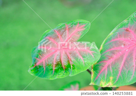 Caladium, Caladium Bicolor Vent or Caladium bicolor or pink and green leaf 140253881