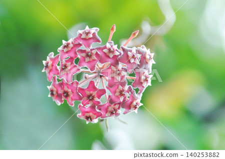 Hoya parasitica Roxb Wall ex Wight or Porcelain Flower or Wax Plant or Hoya spp, Apocynaceaeasclepiadaceae or Hoya carnosa sp or Hoya parasitica or pink flower Hoya parasitica Roxb Wall ex Wight or Porcelain Flower or Wax Plant or Hoya spp, Apocynaceaeasclepiadaceae or Hoya carnosa sp or Hoya parasitica or pink flower 140253882