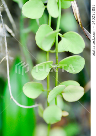 Dischidia nummularia Variegata ,Dischidia Geri or Dischidia sp Dischidia nummularia Variegata ,Dischidia Geri or Dischidia sp 140253883