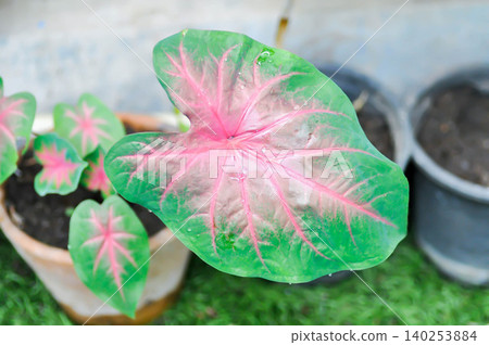 Caladium, Caladium Bicolor Vent or Caladium bicolor or pink and green leaf Caladium, Caladium Bicolor Vent or Caladium bicolor or pink and green leaf 140253884