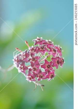 Hoya parasitica Roxb Wall ex Wight or Porcelain Flower or Wax Plant or Hoya spp, Apocynaceaeasclepiadaceae or Hoya carnosa sp or Hoya parasitica or pink flower 140253885