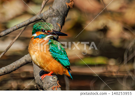 A beautiful portrait of a kingfisher perched on a tree branch. A beautiful portrait of a kingfisher perched on a tree branch. 140253955