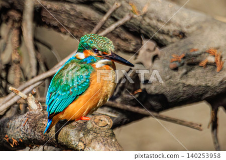 A kingfisher's profile, with its strikingly vibrant plumage. A kingfisher's profile, with its strikingly vibrant plumage. 140253958
