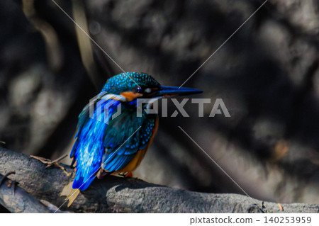 The kingfisher's lapis lazuli feathers gleam in the deep shadows. 140253959