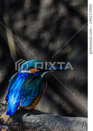 A kingfisher's beautiful profile as it stands by the tranquil waterside. A kingfisher's beautiful profile as it stands by the tranquil waterside. 140253960