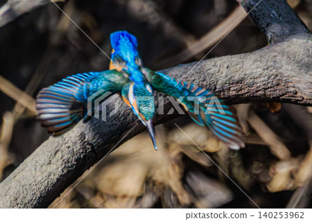 The moment a kingfisher takes flight with its wings spread wide. 140253962