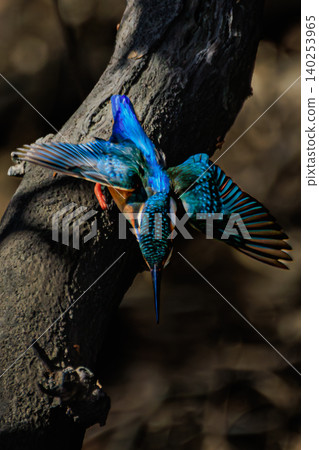 The beautiful moment of a kingfisher spreading its wings and taking flight The beautiful moment of a kingfisher spreading its wings and taking flight 140253965