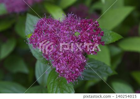Pink Spiraea Flower Cluster Closeup in Garden 140254015