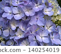 淺紫色繡球花的特寫 140254019