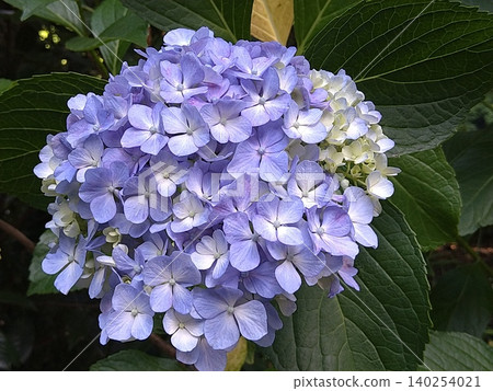 淡紫色的繡球花 淡紫色的繡球花 140254021
