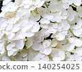 白色八仙花屬特寫鏡頭 140254025