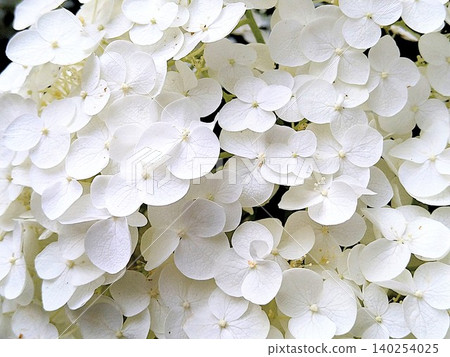 白色八仙花屬特寫鏡頭 白色八仙花屬特寫鏡頭 140254025